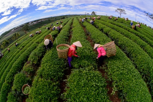 Mô hình trồng chè ứng dụng công nghệ cao - Ảnh: baolamdong.vn