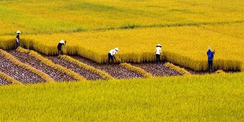 Tình trạng thiếu gạo toàn cầu sẽ ở mức lớn nhất 20 năm