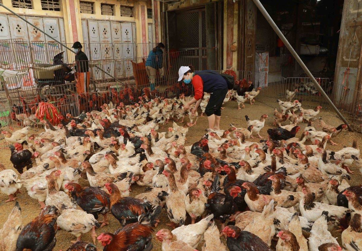 Hàng chục ngàn tấn gà thải loại nhập lậu qua biên giới mỗi tháng