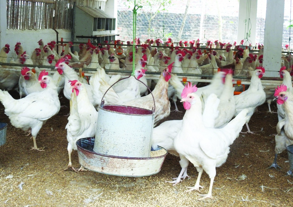 Kêu gọi doanh nghiệp ngoại đồng hành với người nuôi gia cầm