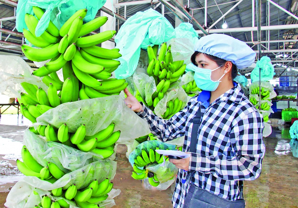 Khắc phục tồn tại để nông sản vươn xa Khắc phục tồn tại để nông sản vươn xa