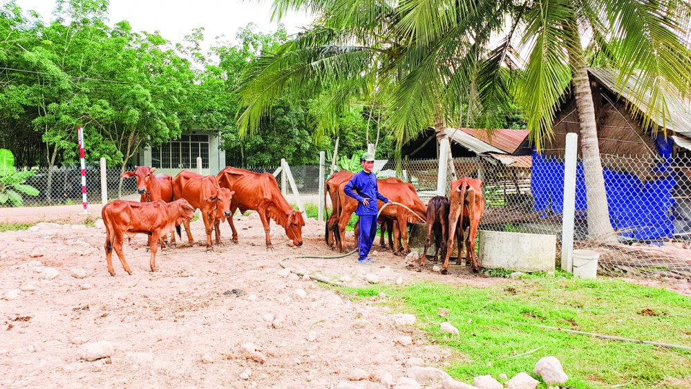 Vốn tín dụng chính sách hỗ trợ người Khmer nuôi bò