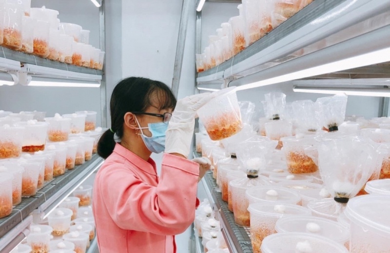 Hợp tác nông nghiệp Việt - Trung: Mô hình nhiều cấp bậc và toàn diện