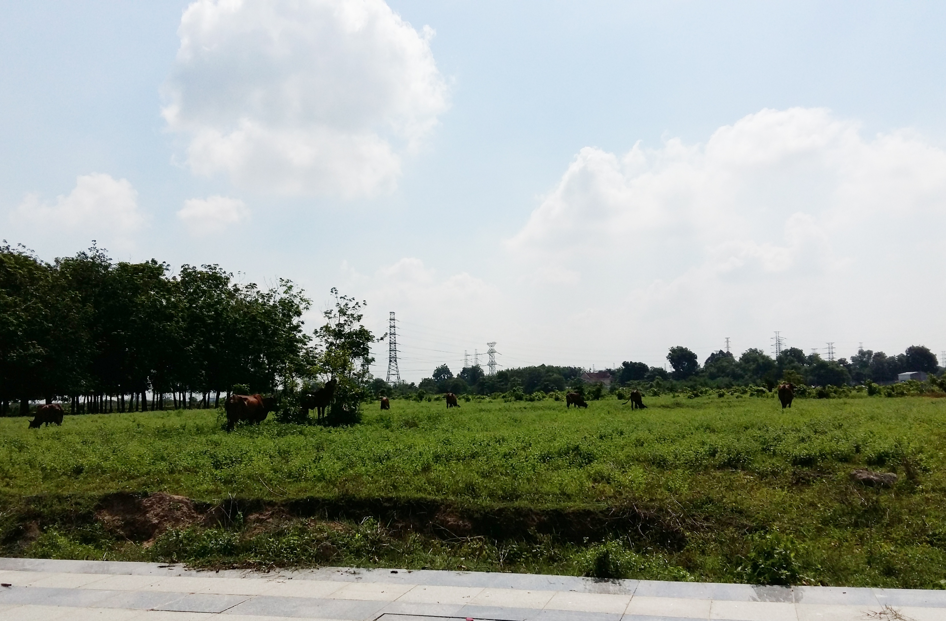 Đất nền là loại hình được người mua tiềm năng hướng đến nhiều nhất