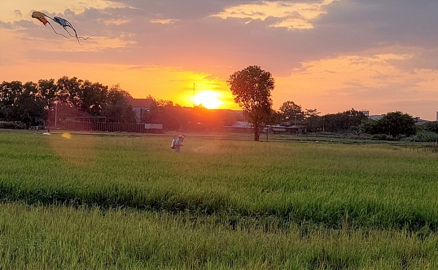 TP.HCM: Tính chuyển đất lúa đối với quy mô dưới 500 ha để thực hiện các dự án TP.HCM tính chuyển mục đích sử dụng đối với đất lúa quy mô dưới 500 ha