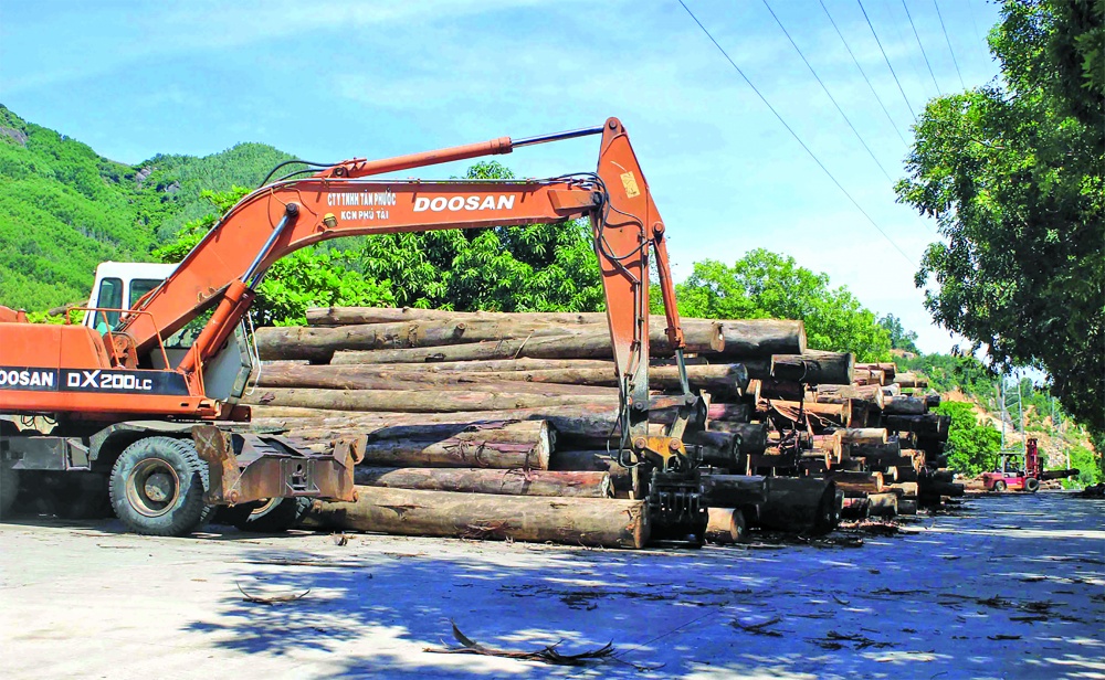 Chế biến sản xuất gỗ xuất khẩu - một trong những thế mạnh của Bình Định