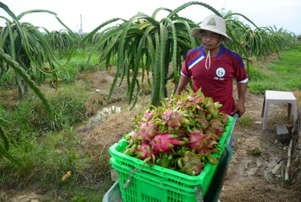 Bình Thuận: Hỗ trợ gần 29,5 tỉ đồng phát triển 10 chuỗi liên kết sản xuất và tiêu thụ