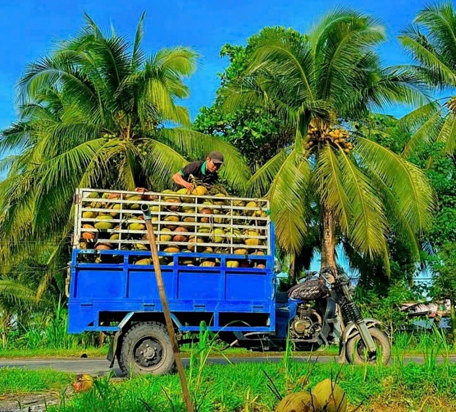 Trái dừa Việt Nam trước cơ hội xuất khẩu chính ngạch sang Trung Quốc