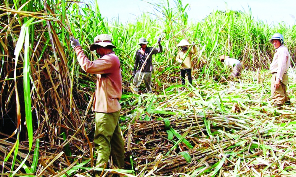 Hiện các địa phương tập trung tổ chức lại sản xuất nông nghiệp theo hướng nâng cao giá trị gia tăng và phát triển bền vững