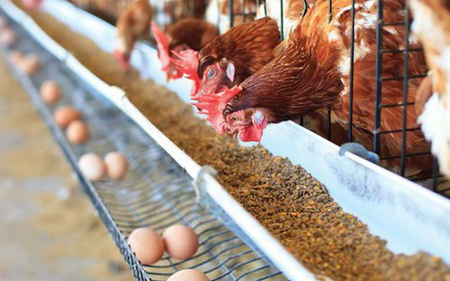 Thị trường nguyên liệu biến động mạnh: Chiến lược nào cho doanh nghiệp chăn nuôi?