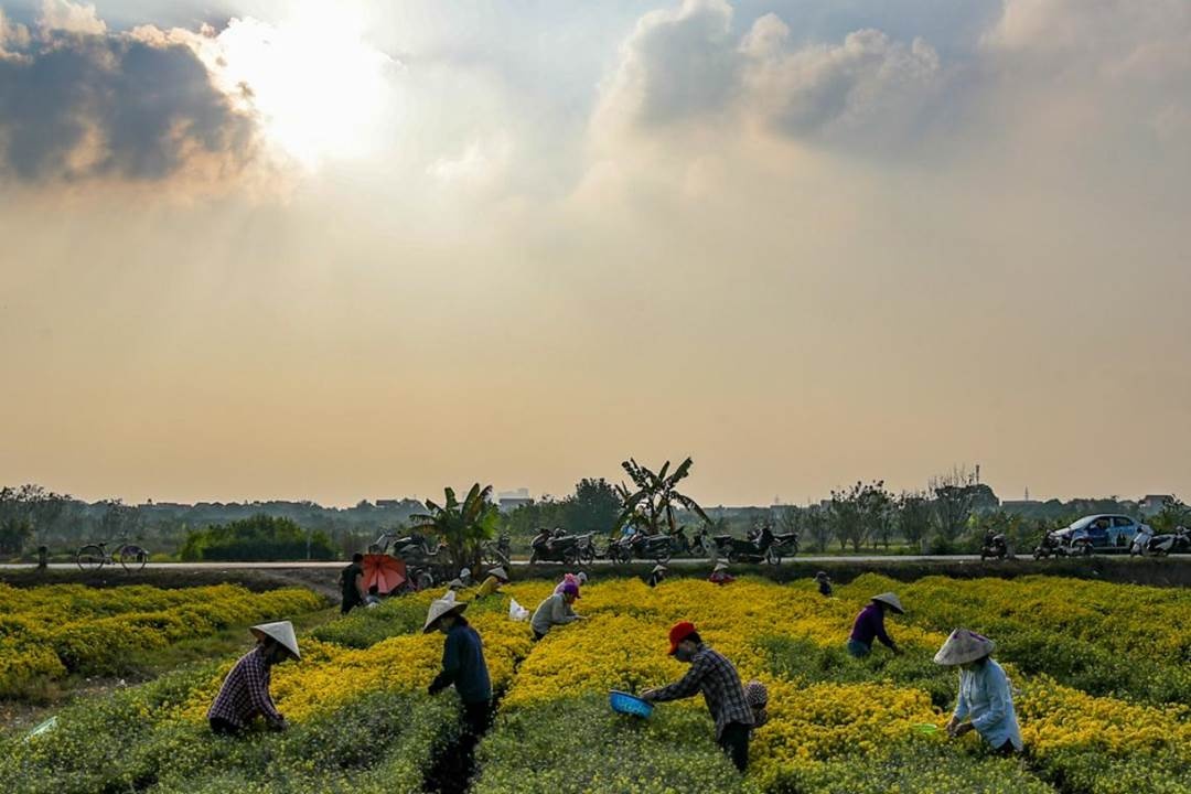 Người nông dân thu hoạch hoa tại Hà Nội. Ảnh: Quang Sỹ