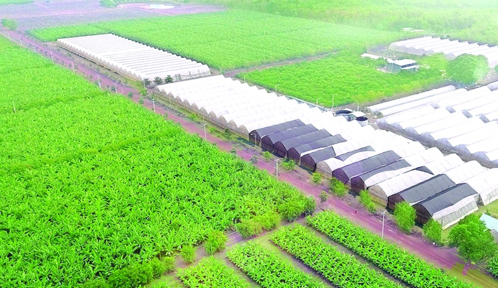 Ngành nông nghiệp thành phố đang phát triển mạnh theo hướng ứng dụng công nghệ cao