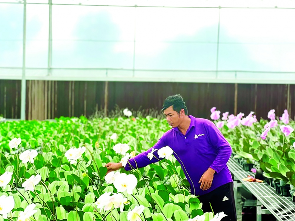Trang trại trồng lan giống ứng dụng hệ thống tưới tiêu tự động