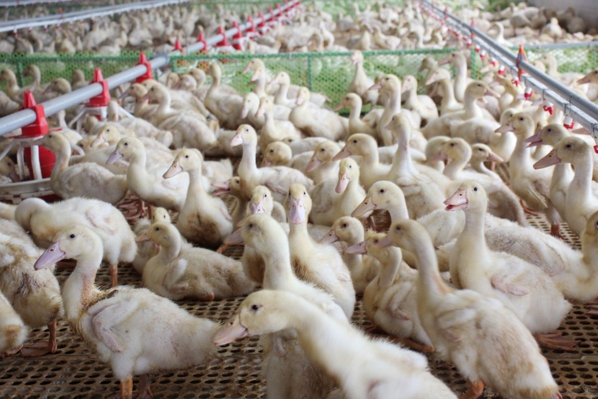 Bệnh do Tembusu virus gây ảnh hưởng to lớn tới nền công nghiệp chăn nuôi vịt.