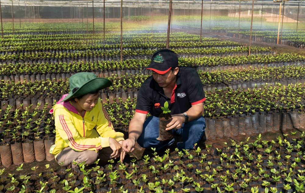 Nestlé hỗ trợ cây giống chất lượng cao cho người nông dân trồng cà phê tại Tây Nguyên.