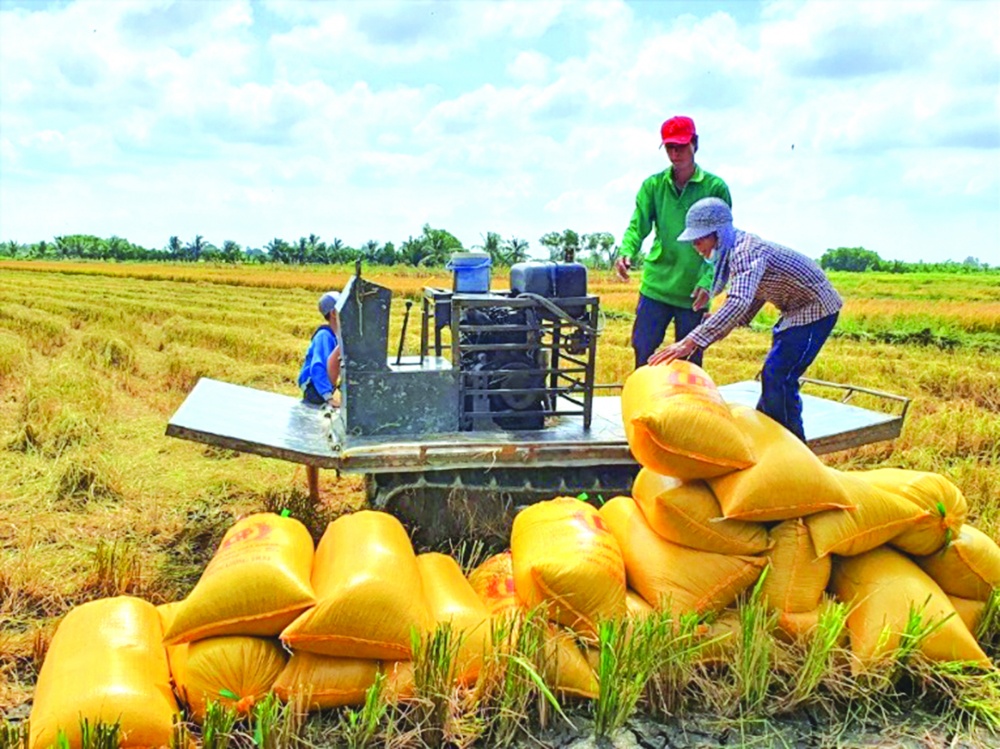 Ổn định giá sàn gạo xuất khẩu nhằm đảm bảo người dân bán lúa các tháng cuối năm có lời ít nhất 30%