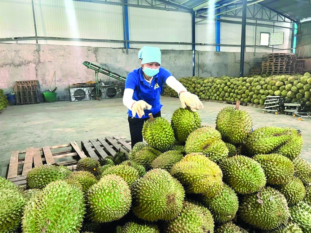 Để thương hiệu sầu riêng Đắk Lắk khẳng định được vị trí trên thị trường, cần đẩy mạnh công tác tuyên truyền, quảng bá