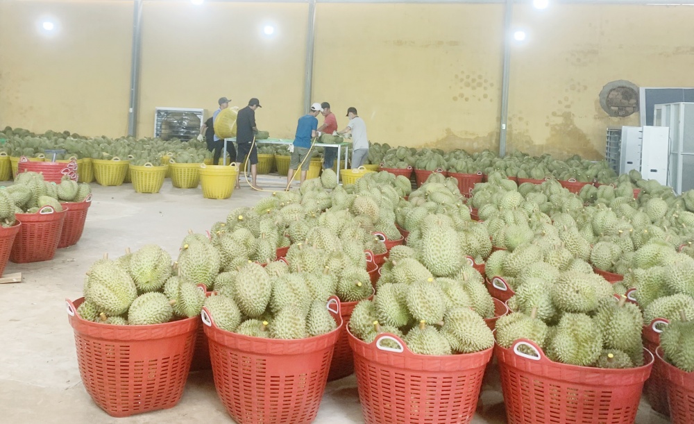 Đắc Lắk: Tăng cường kiểm soát đối tượng kiểm dịch thực vật