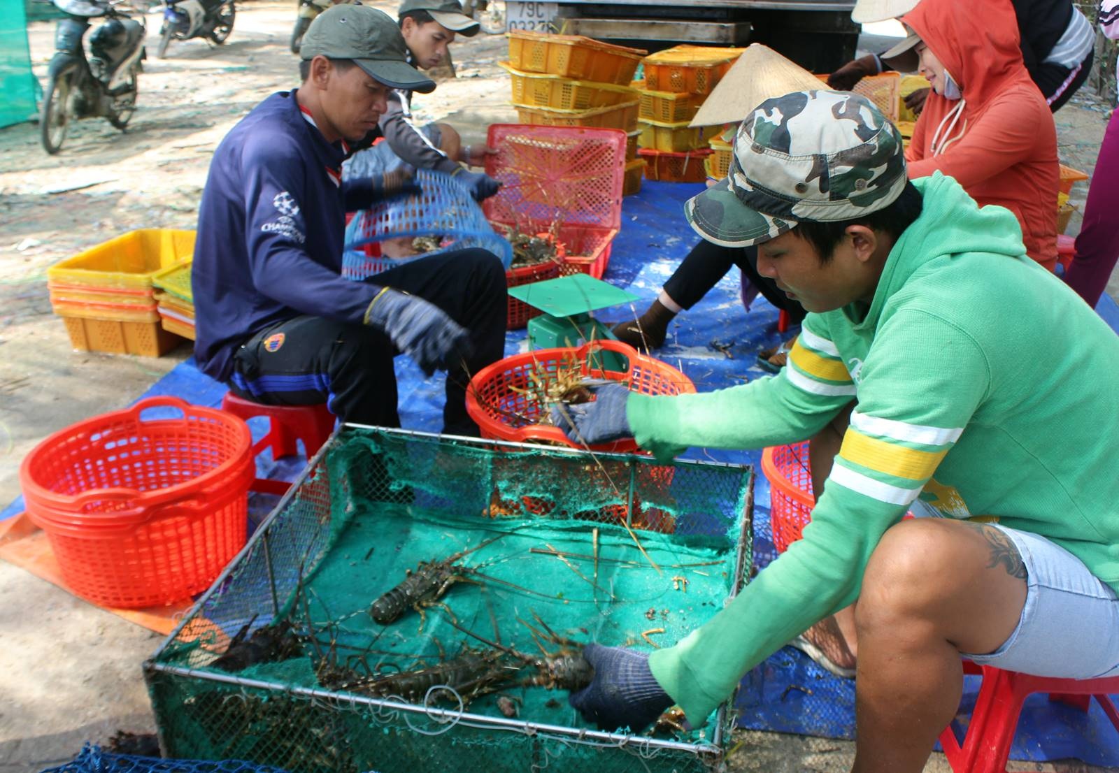 Xử lý nghiêm việc vận chuyển, nhập lậu tôm hùm giống