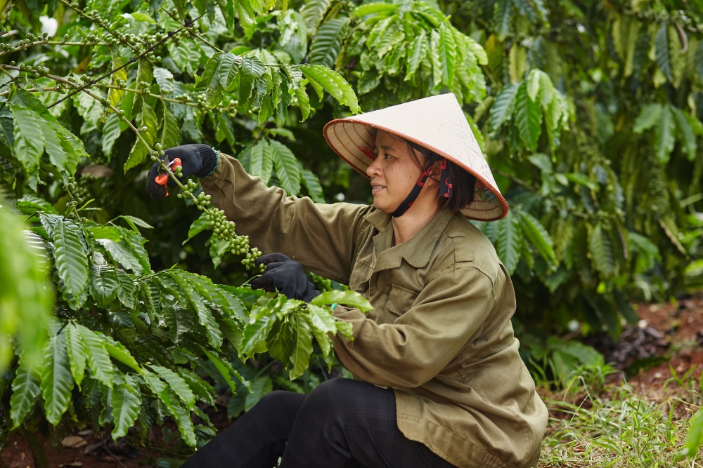 Báo cáo ngành cà phê: Nestlé đứng đầu về phát triển bền vững