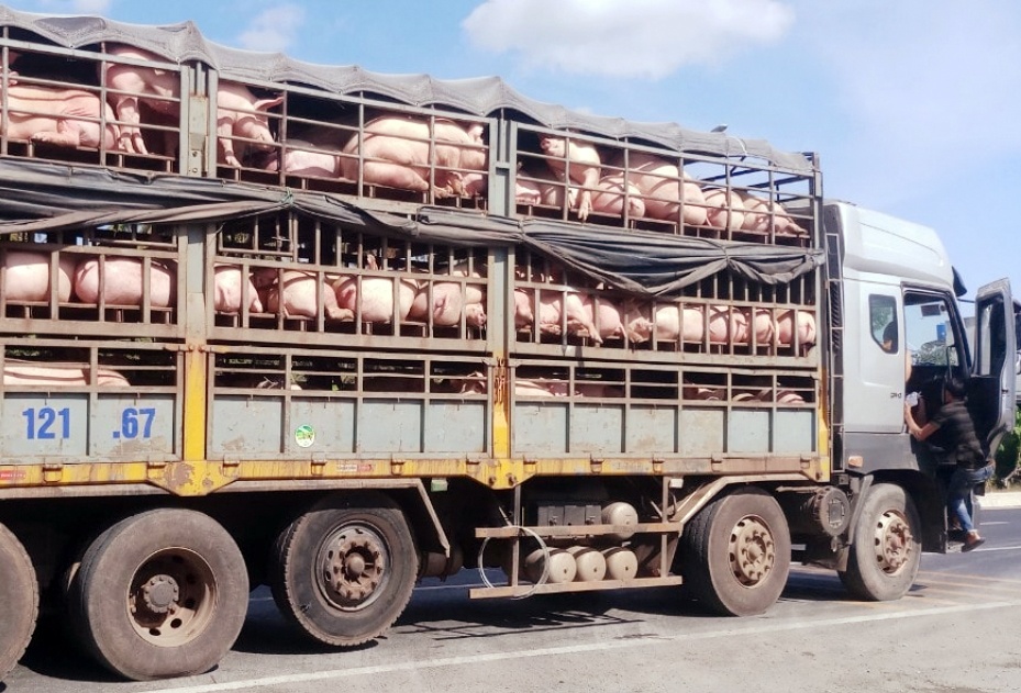 Khánh Hòa: Xử lý nghiêm các hành vi buôn bán, vận chuyển trái phép lợn, sản phẩm từ lợn qua biên giới