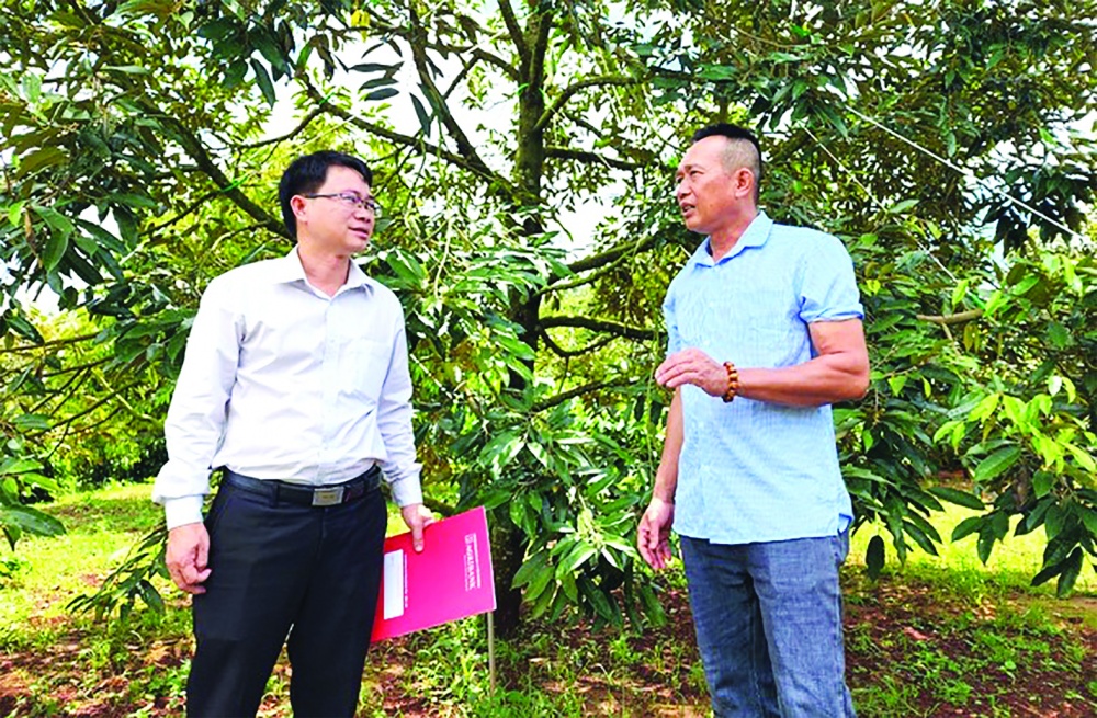 Cán bộ tín dụng Agribank đến thăm vườn sầu riêng của ông Lê Văn Hải 