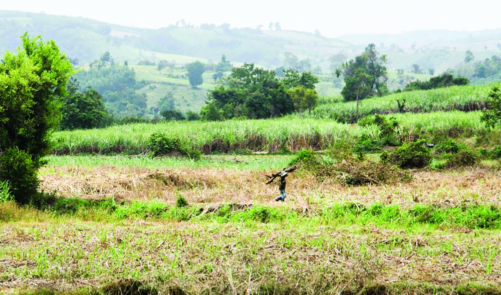 Diện tích trồng nguyên liệu mía ở miền Trung đang sụt giảm