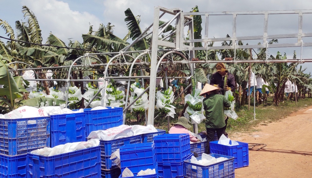 Tận dụng thời cơ, đẩy mạnh kết nối cung cầu tiêu thụ hàng hóa theo chuỗi cung ứng