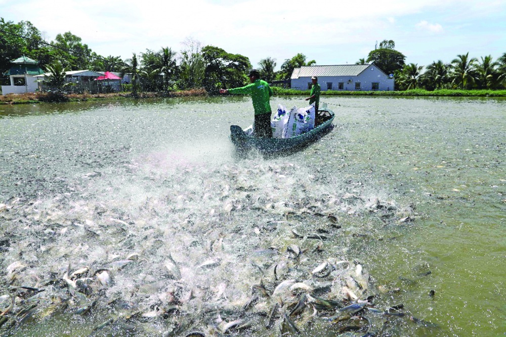 Gia đình nông dân giỏi Ngô Văn Đậu (Phú Tân, An Giang) thành công với mô hình nuôi cá tra nhờ đồng vốn của Agribank