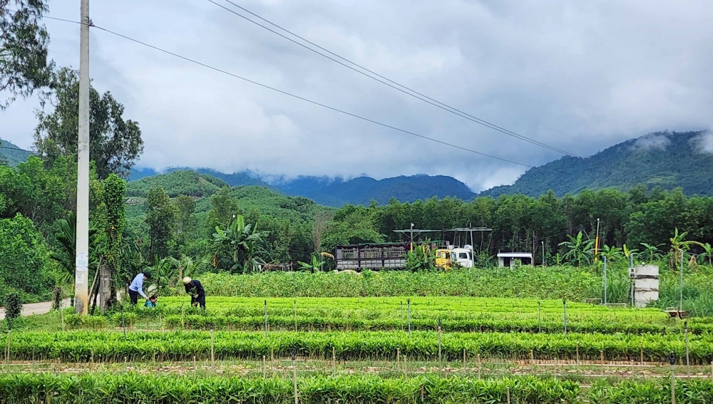 Mô hình vay vốn NHCSXH, đầu tư ươm giống cây lâm nghiệp ở huyện miền núi Trà Bồng (Quảng Ngãi).