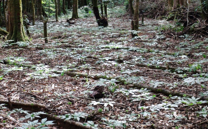 Phấn đấu 100% diện tích trồng Sâm Ngọc Linh đủ điều kiện được cấp mã số vùng trồng, chỉ dẫn địa lý và tổ chức sản xuất hướng theo tiêu chuẩn của GACP - WHO Phấn đấu 100% diện tích trồng Sâm Ngọc Linh đủ điều kiện được cấp mã số vùng trồng, chỉ dẫn địa lý và tổ chức sản xuất hướng theo tiêu chuẩn của GACP - WHO