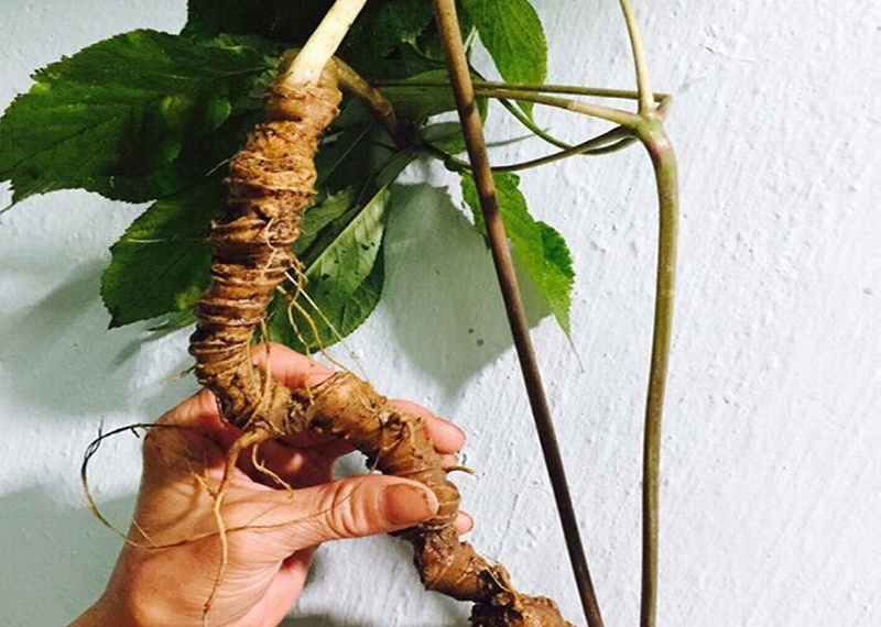 Sâm Ngọc Linh trở thành ngành hàng mang thương hiệu quốc tế, có giá trị xuất khẩu cao Sâm Ngọc Linh trở thành ngành hàng mang thương hiệu quốc tế, có giá trị xuất khẩu cao