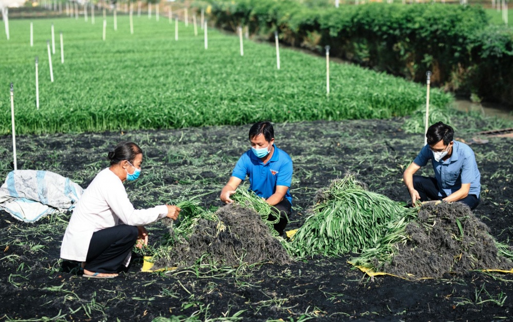 Cần Thơ: Đến năm 2025 có 30% HTX nông nghiệp có liên kết sản xuất theo chuỗi khép kín