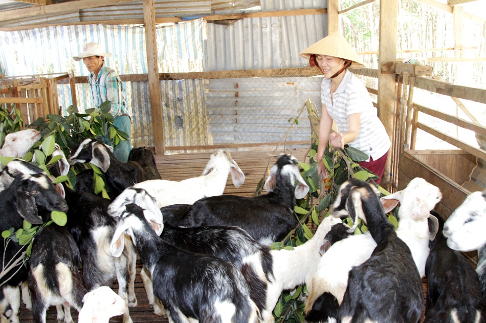 Khánh Hòa: Tín dụng chính sách thúc đẩy mục tiêu giảm nghèo bền vững Khánh Hòa: Tín dụng chính sách thúc đẩy mục tiêu giảm nghèo bền vững