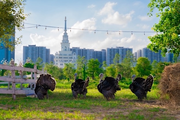 Kiếm bộn tiền nhờ tìm được “long mạch” kinh doanh du lịch dã ngoại ở Hà Nội