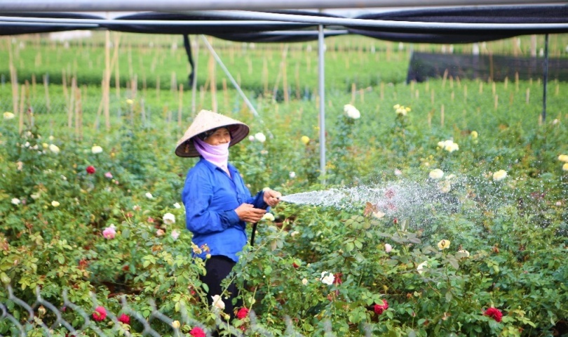 Làng hao Mê Linh- Hà Nội