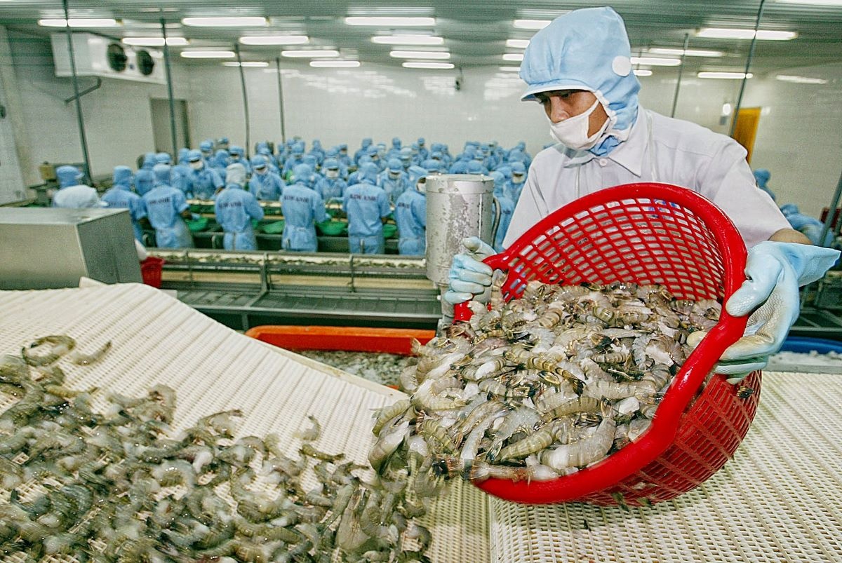 Xuất khẩu tôm hùm bông sang Trung Quốc bị ách tắc