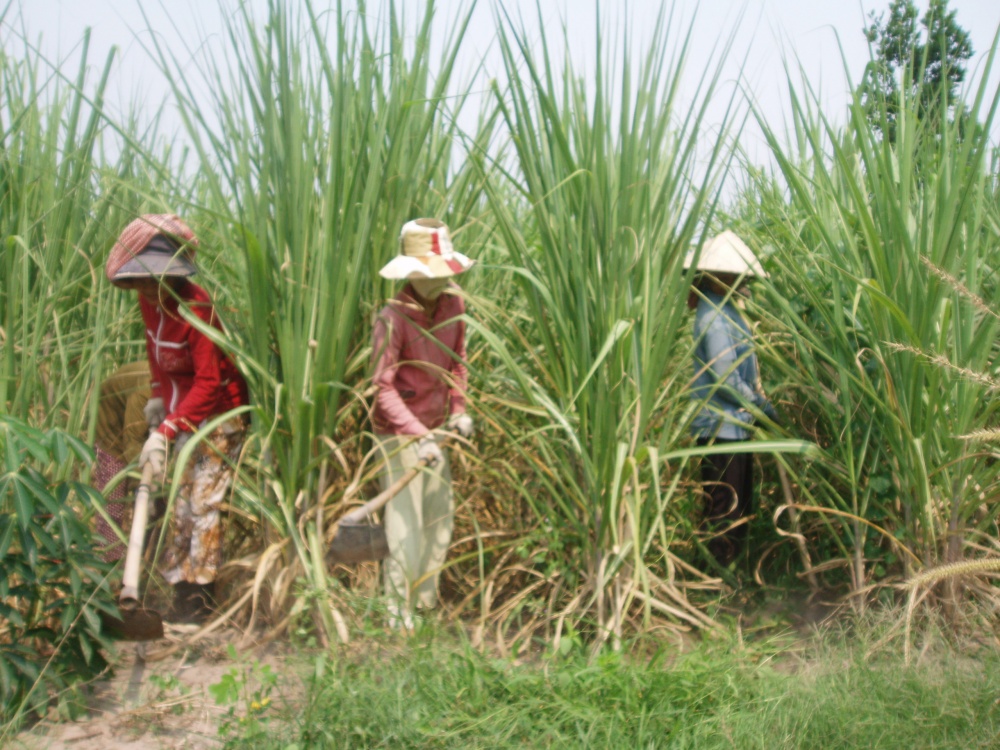 Giá đường cao kỷ lục, cần kíp tạo lại vùng nguyên liệu mía