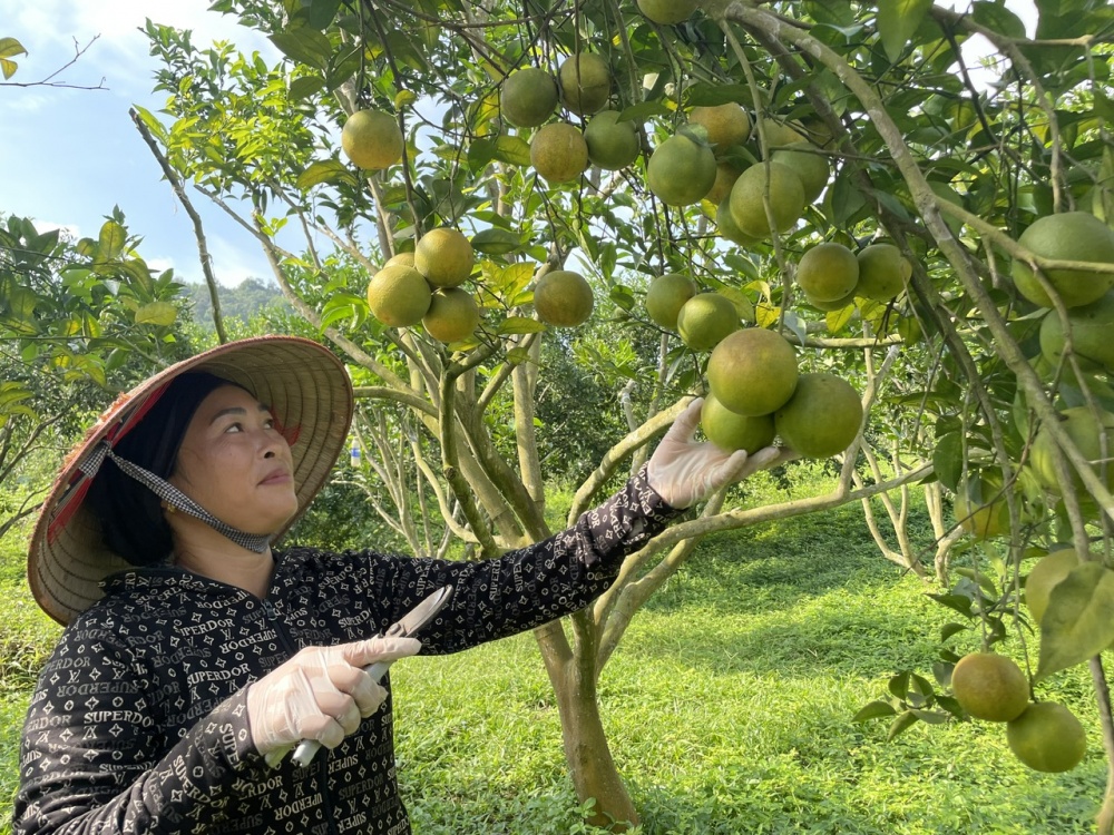 Điểm nhấn kết nối ngân hàng – doanh nghiệp tại TP. Hồ Chí Minh