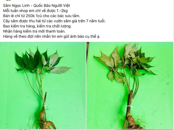 Vài trăm nghìn đồng một củ 'sâm Ngọc Linh 7 năm tuổi'