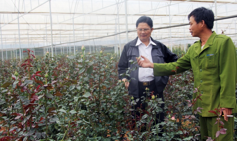 Lâm Đồng: Tín hiệu vui từ chuyển đổi cây trồng