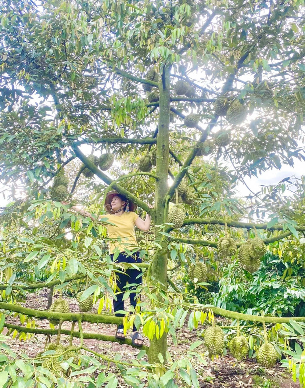 Lâm Đồng: Tín hiệu vui từ chuyển đổi cây trồng Lâm Đồng: Tín hiệu vui từ chuyển đổi cây trồng