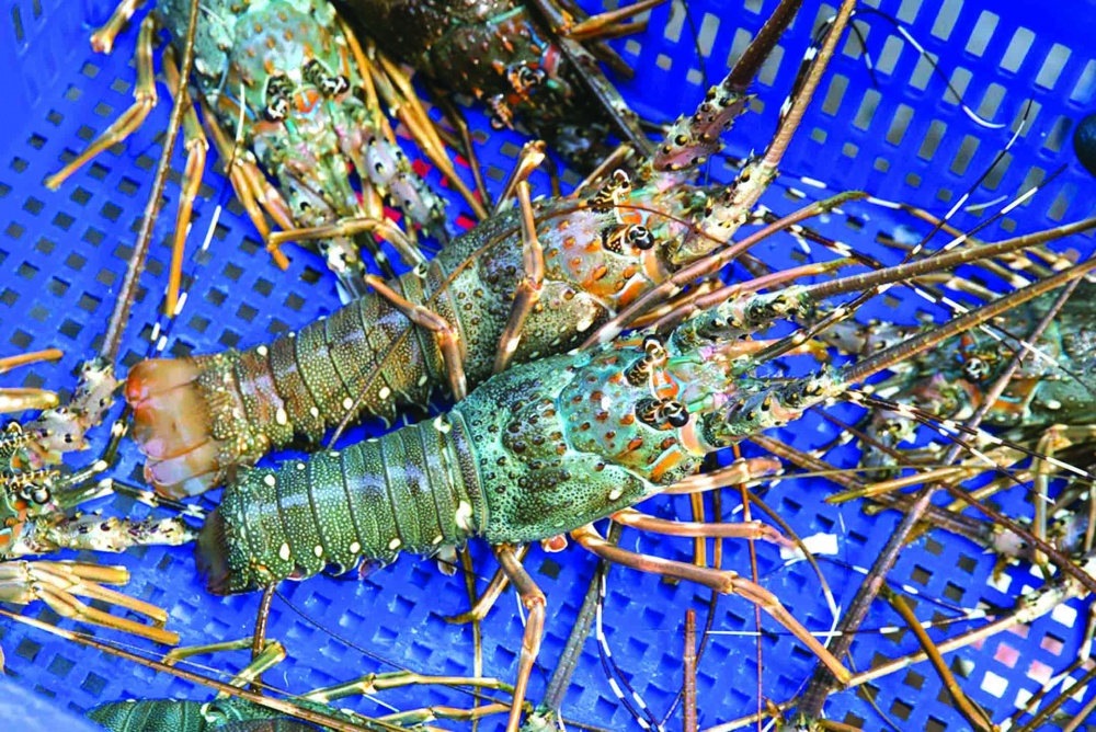 Các cơ quan chức năng ở địa phương cần hướng dẫn, tuyên truyền, người nuôi tôm hùm thực hiện nghiêm quy định của pháp luật về thuỷ sản