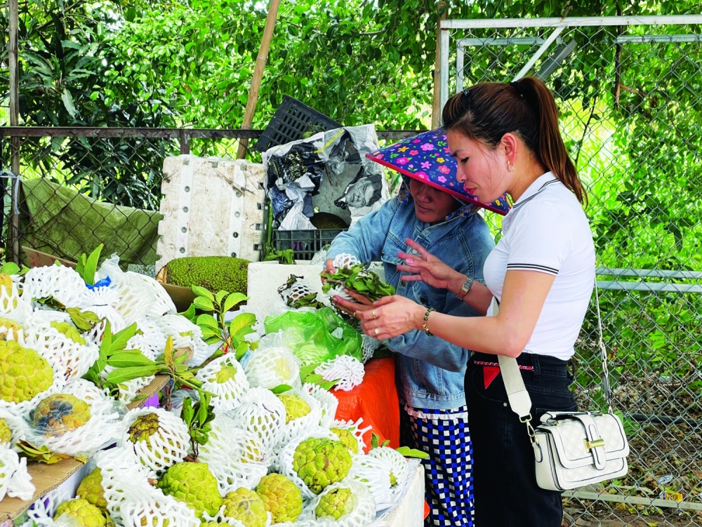 Tây Ninh: Hơn 32,2 tỷ đồng phát triển kinh tế tập thể