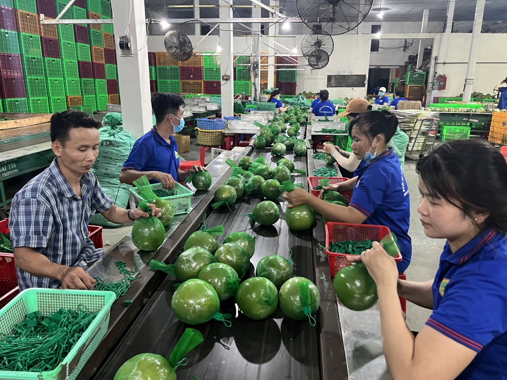 Mới có 2 nông sản chủ lực được đăng ký bảo hộ