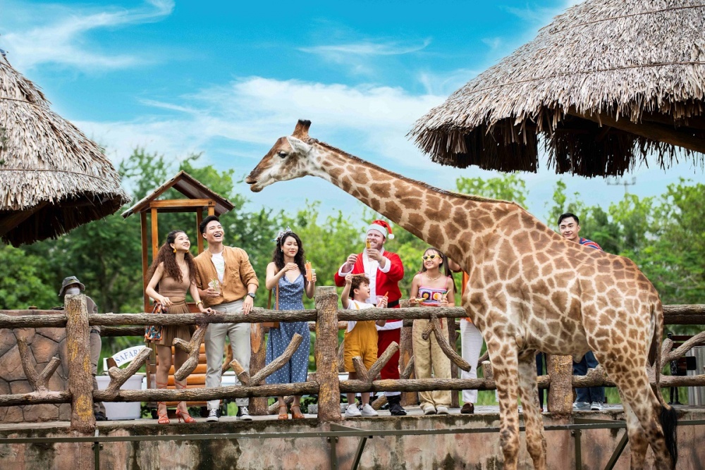 Giáng sinh Xanh giữa muộn loài hoang dã tại Nam Hội An Giáng sinh Xanh giữa muộn loài hoang dã tại Nam Hội An