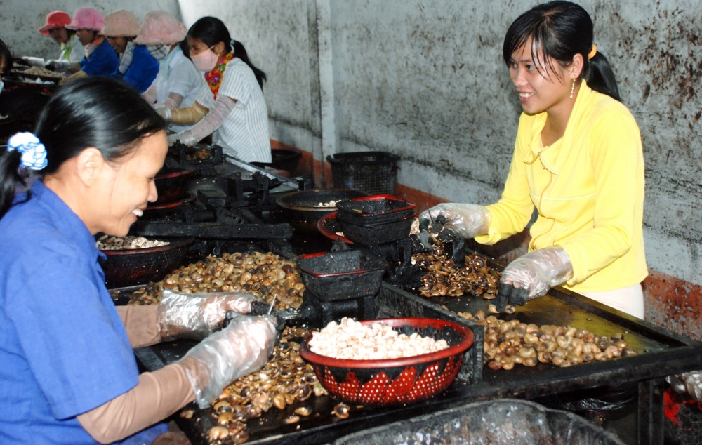 Ngành điều Việt Nam đang chịu sức ép cạnh tranh