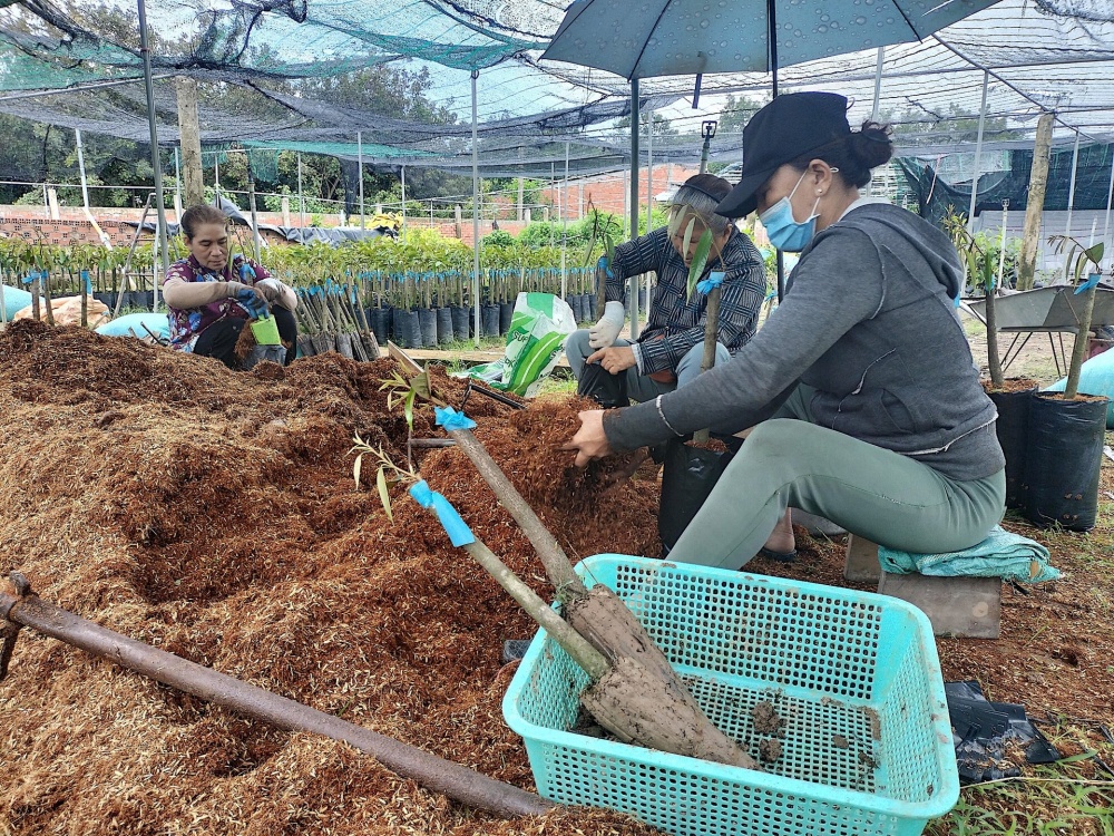 Bến Tre: Hơn 555,2 tỷ đồng cho vay theo Nghị quyết 11 Bến Tre: Hơn 555,2 tỷ đồng cho vay theo Nghị quyết 11