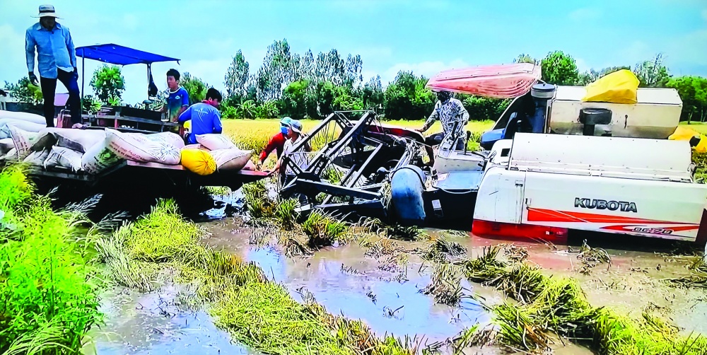 Tín hiệu vui của ngành lúa gạo Việt Nam khi tăng trưởng cả về chất và lượng Tín hiệu vui của ngành lúa gạo Việt Nam khi tăng trưởng cả về chất và lượng