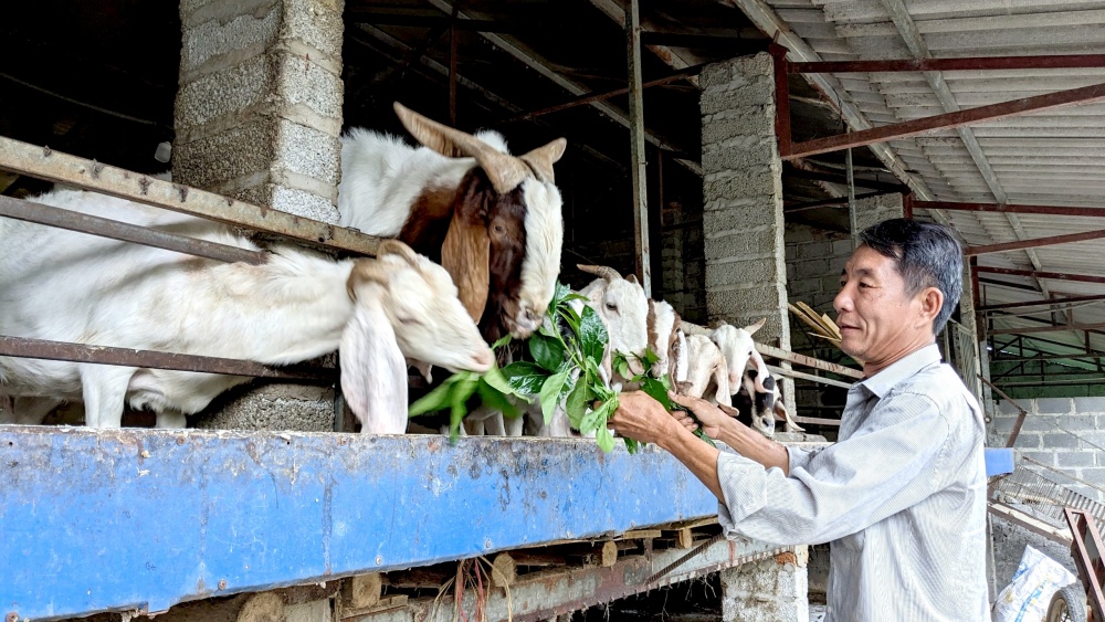 Mô hình VAC của gia đình ông Chu Văn Quân đem lại thu nhập ổn định Mô hình VAC của gia đình ông Chu Văn Quân đem lại thu nhập ổn định
